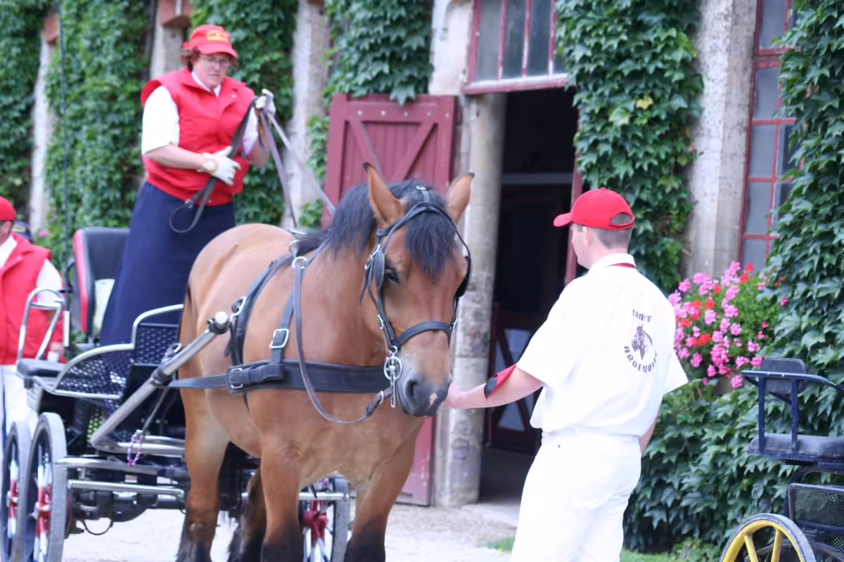 You are currently viewing Le guide du cheval de trait Ardennais