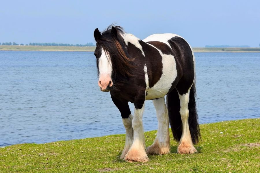 You are currently viewing Cheval Irish Cob : caractéristiques et entretien