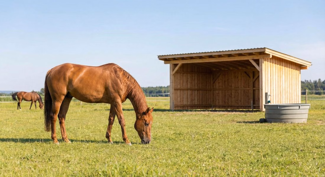 You are currently viewing Bien être du cheval et alimentation adaptée