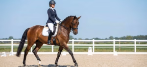 Lire la suite à propos de l’article Les exercices de dressage pour le cheval