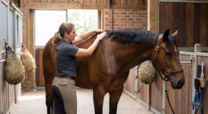 Lire la suite à propos de l’article Ostéopathe : importance et bénéfices pour le cheval