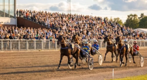Lire la suite à propos de l’article Courses de trot, plongée dans l&rsquo;univers