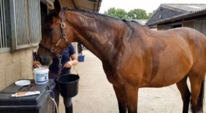 Lire la suite à propos de l’article Les électrolytes pour cheval et leur intérêt