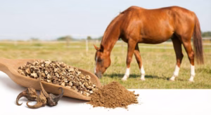 Lire la suite à propos de l’article Harpagophytum, plante à bienfaits pour les chevaux