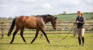 Lire la suite à propos de l’article Douleurs ovariennes de la jument : causes et solutions