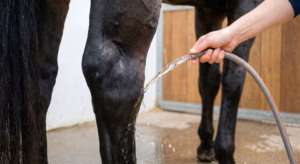 Lire la suite à propos de l’article Lymphangite : prévenir et gérer