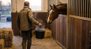 Lire la suite à propos de l’article Mash pour cheval : bienfaits et recettes