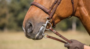 Lire la suite à propos de l’article Mors Baucher et son utilisation