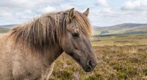 Lire la suite à propos de l’article Poney Highland : tout sur cette race