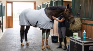 Lire la suite à propos de l’article Récupération du cheval de sport et gestion de l&rsquo;effort