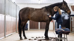 Lire la suite à propos de l’article Tonte du cheval : conseils pratiques