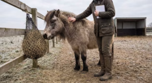 Lire la suite à propos de l’article Alimentation du poney rustique : le guide