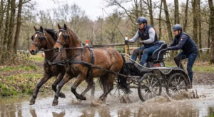 Lire la suite à propos de l’article Attelage poney : la force dans la grâce