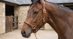 Lire la suite à propos de l’article Licol cheval et confort : choix et conseils