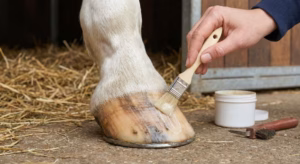 Lire la suite à propos de l’article Onguent : guide pour le soin des sabots