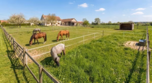 Lire la suite à propos de l’article Comment gérer une pâture pour chevaux au printemps