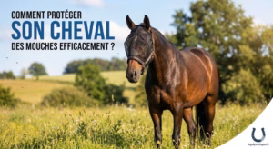 Lire la suite à propos de l’article Comment protéger son cheval des mouches