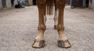 Lire la suite à propos de l’article Panards : comment gérer ce défaut d&rsquo;aplombs