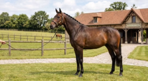 Lire la suite à propos de l’article Cheval à vendre : comment choisir