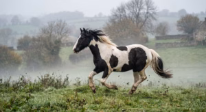 Lire la suite à propos de l’article Tout savoir sur les chevaux pie