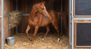 Lire la suite à propos de l’article Comment détecter les premiers signes de colique chez le cheval