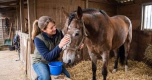 Lire la suite à propos de l’article Vieux cheval soins : le guide complet pour accompagner votre senior au quotidien
