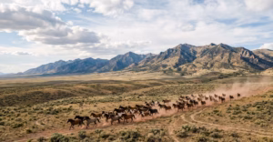 Lire la suite à propos de l’article Chevaux sauvages : mustangs et Camargue