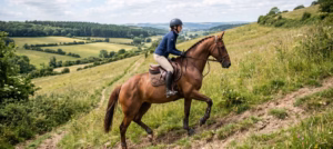 Lire la suite à propos de l’article Le travail en dénivelé : muscler son cheval naturellement