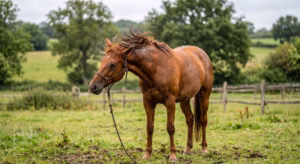 Lire la suite à propos de l’article Cheval qui secoue la tête : que veut-il vous dire ?