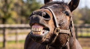 Lire la suite à propos de l’article Cheval qui mord : comprendre et corriger ce comportement