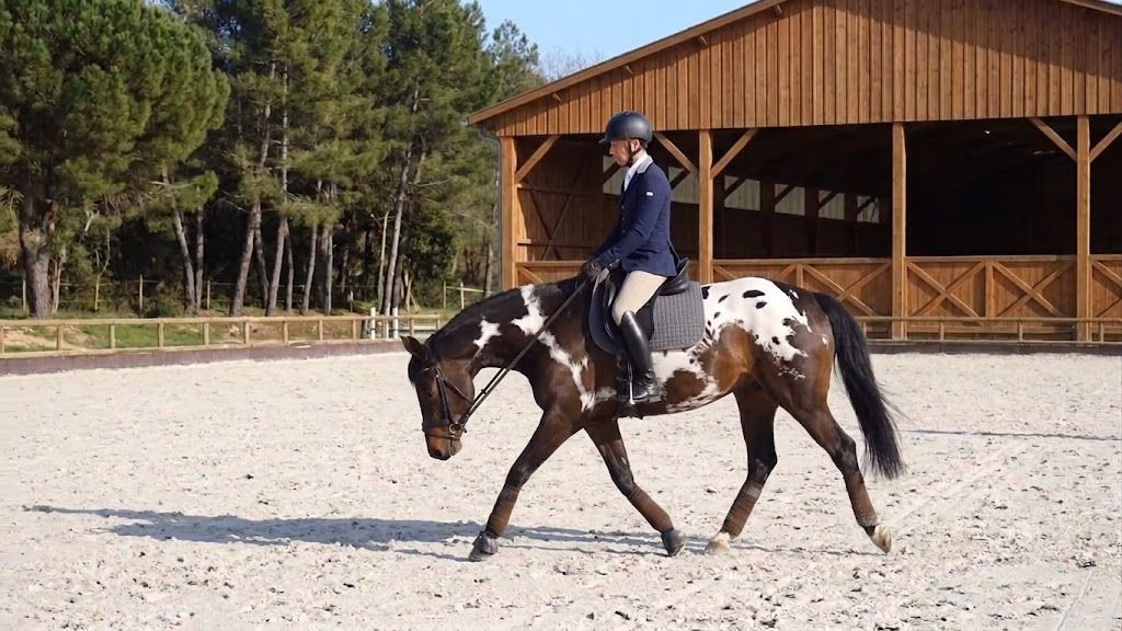 You are currently viewing L&rsquo;extension d&rsquo;encolure : guide complet pour un stretching efficace à cheval