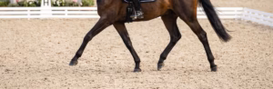 Lire la suite à propos de l’article Le pas allongé : maîtriser cette allure fondamentale pour progresser avec son cheval