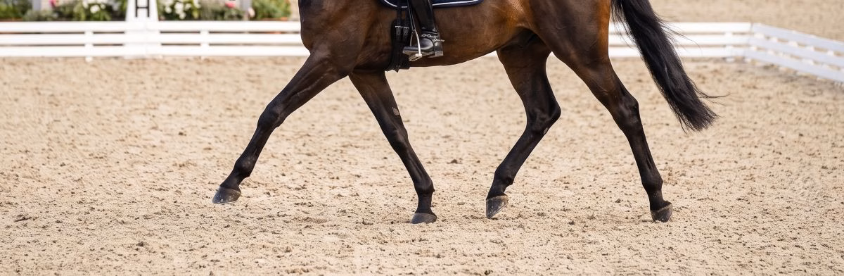 You are currently viewing Le pas allongé : maîtriser cette allure fondamentale pour progresser avec son cheval