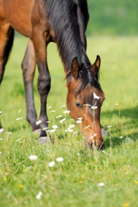 Lire la suite à propos de l’article Quel aliment choisir pour son cheval ?
