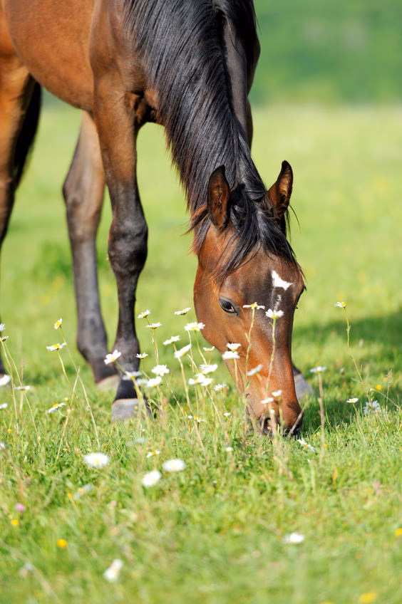 You are currently viewing Quel aliment choisir pour son cheval ?