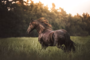 Lire la suite à propos de l’article Les courses hippiques à travers les âges: comment la passion du cheval a évolué
