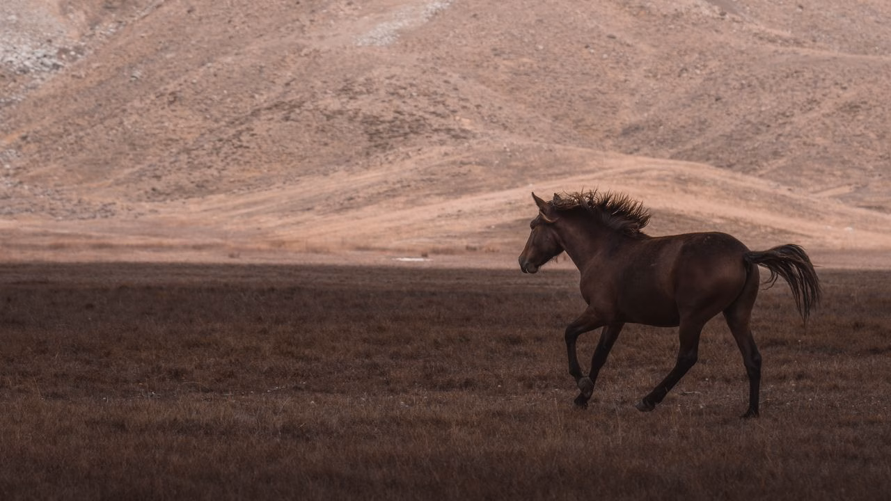 You are currently viewing Courses de chevaux: comment lire une fiche de course?