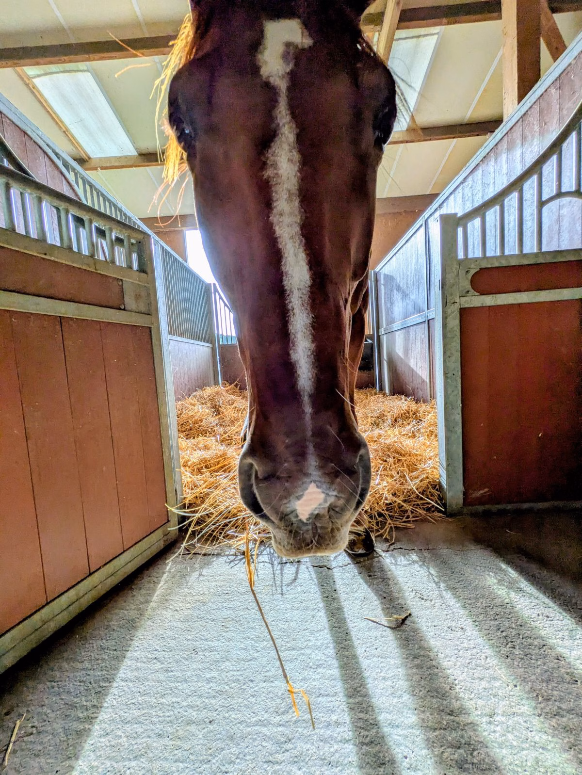 You are currently viewing Tout savoir sur la litière du cheval