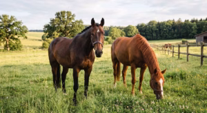 Lire la suite à propos de l’article Le westphalien : portrait d&rsquo;un cheval d&rsquo;exception