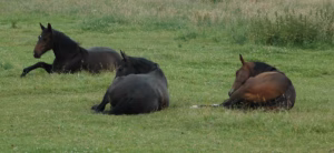 Lire la suite à propos de l’article Comment dort le cheval : cycles et besoins physiologiques