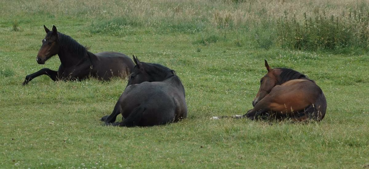 You are currently viewing Comment dort le cheval : cycles et besoins physiologiques