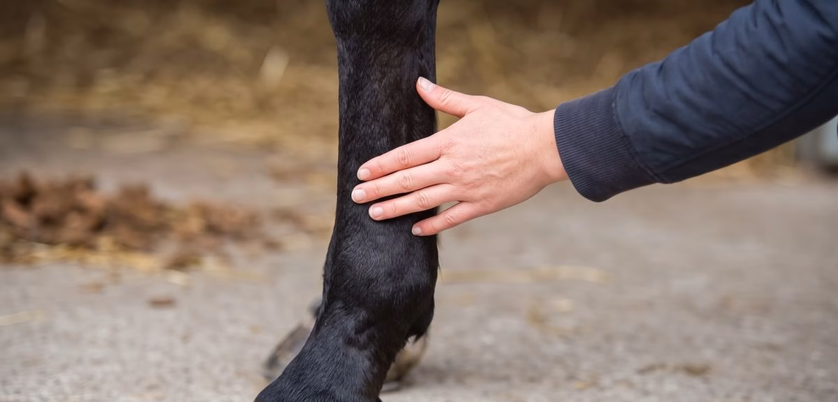 You are currently viewing Tendinite du cheval : signes, soins et reprise